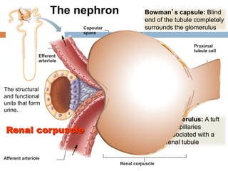 Proximal
tubule cell
Efferent
arteriole
Afferent arteriole
Capsular
space
Renal corpuscle
Bowman’s capsule: Blind
end of the tubule completely
surrounds the glomerulus
Glomerulus: A tuft
of capillaries
associated with a
renal tubule
Renal corpuscle
The structural
and functional
units that form
urine.
The nephron
 