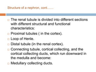 Structure of a nephron, cont……
 The renal tubule is divided into different sections
with different structural and functional
characteristics:
 Proximal tubules ( in the cortex).
 Loop of Henle.
 Distal tubule (in the renal cortex).
 Connecting tubule, cortical collecting, and the
cortical collecting ducts, which run downward in
the medulla and become:
 Medullary collecting ducts.
 
