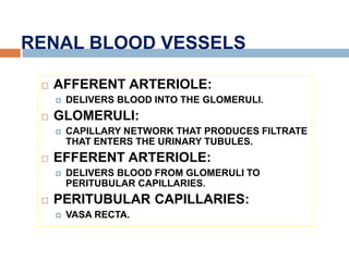 RENAL BLOOD VESSELS
 AFFERENT ARTERIOLE:
 DELIVERS BLOOD INTO THE GLOMERULI.
 GLOMERULI:
 CAPILLARY NETWORK THAT PRODUCES FILTRATE
THAT ENTERS THE URINARY TUBULES.
 EFFERENT ARTERIOLE:
 DELIVERS BLOOD FROM GLOMERULI TO
PERITUBULAR CAPILLARIES.
 PERITUBULAR CAPILLARIES:
 VASA RECTA.
 