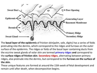 Primaryb Rudge's L1-SKIN-Science of Epidermis, Dermis and Subdemis(Histology and ...