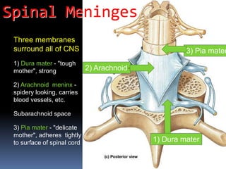 Three membranes
surround all of CNS
1) Dura mater - "tough
mother", strong
2) Arachnoid meninx -
spidery looking, carries
blood vessels, etc.
Subarachnoid space
3) Pia mater - "delicate
mother", adheres tightly
to surface of spinal cord
2) Arachnoid
3) Pia mater
1) Dura mater
Spinal Meninges
 