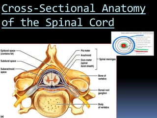 Cross-Sectional Anatomy
of the Spinal Cord
 