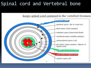 Spinal cord and Vertebral bone
 
