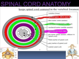 SPINAL CORD ANATOMY
 