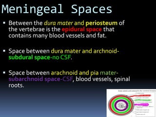  Between the dura mater and periosteum of
the vertebrae is the epidural space that
contains many blood vessels and fat.
 Space between dura mater and archnoid-
subdural space-no CSF.
 Space between arachnoid and pia mater-
subarchnoid space-CSF, blood vessels, spinal
roots.
Meningeal Spaces
 