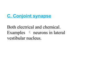 C. Conjoint synapse
Both electrical and chemical.
Examples  neurons in lateral
vestibular nucleus.
 
