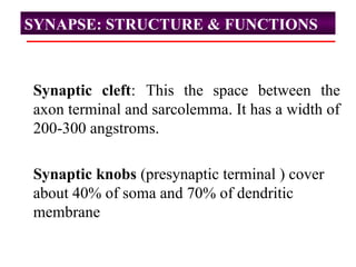 SYNAPSE: STRUCTURE & FUNCTIONS
Synaptic cleft: This the space between the
axon terminal and sarcolemma. It has a width of
200-300 angstroms.
Synaptic knobs (presynaptic terminal ) cover
about 40% of soma and 70% of dendritic
membrane
 