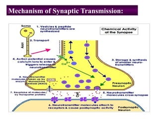 Mechanism of Synaptic Transmission:
 