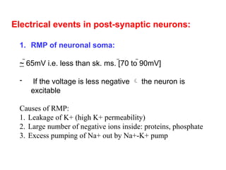 Electrical events in post-synaptic neurons:
1. RMP of neuronal soma:
~ 65mV i.e. less than sk. ms. [70 to 90mV]
- If the voltage is less negative  the neuron is
excitable
Causes of RMP:
1. Leakage of K+ (high K+ permeability)
2. Large number of negative ions inside: proteins, phosphate
3. Excess pumping of Na+ out by Na+-K+ pump
 