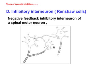 Types of synaptic inhibition,…….
D. Inhibitory interneuron ( Renshaw cells)
Negative feedback inhibitory interneuron of
a spinal motor neuron .
 