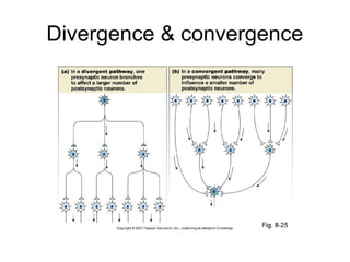 Divergence & convergence
 