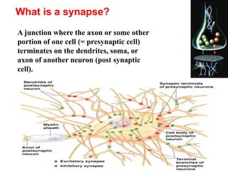 What is a synapse?
A junction where the axon or some other
portion of one cell (= presynaptic cell)
terminates on the dendrites, soma, or
axon of another neuron (post synaptic
cell).
 