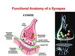 Functional Anatomy of a Synapse
 