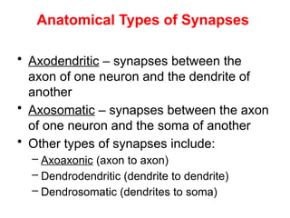 • Axodendritic – synapses between the
axon of one neuron and the dendrite of
another
• Axosomatic – synapses between the axon
of one neuron and the soma of another
• Other types of synapses include:
– Axoaxonic (axon to axon)
– Dendrodendritic (dendrite to dendrite)
– Dendrosomatic (dendrites to soma)
Anatomical Types of Synapses
 