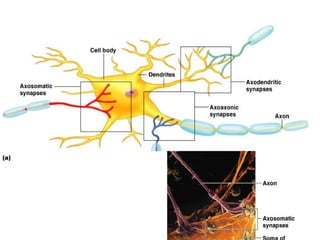 Anatomical Types of Synapses
Figure 11.17
 