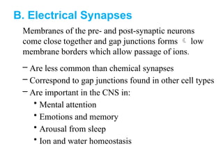 – Are less common than chemical synapses
– Correspond to gap junctions found in other cell types
– Are important in the CNS in:
• Mental attention
• Emotions and memory
• Arousal from sleep
• Ion and water homeostasis
B. Electrical Synapses
Membranes of the pre- and post-synaptic neurons
come close together and gap junctions forms  low
membrane borders which allow passage of ions.
 