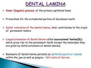 ➢ Inner (lingular) process of the primary epithelial band.
➢ Primordium for the ectodermal portion of deciduous teeth.
➢ Distal extension of the dental lamina, later contributes to the origin
of permanent molars
➢ Lingual extension of dental lamina called successional lamina(SL)
which gives rise to the permanent teeth except the molars(as they
are given by distal extension of dental lamina).
➢ Remnants of dental lamina persists as epithelial pearls or islands
within the jaw as well as gingiva-- Cell rests of Serres.
 