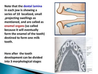 Note that the dental lamina
in each jaw is showing a
series of 10 localized, small
,projecting swellings as
mentioned, and are called as
enamel organs (so called
because it will eventually
form the enamel of the tooth)
destined to form one milk
tooth.
Here after the tooth
development can be divided
into 3 morphological stages
 