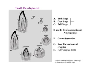 Tooth Development
A. Bud Stage
B. Cap Stage
C. Bell Stage
D and E. Dentinogenesis and
Amelogenesis
F. Crown formation
G. Root Formation and
eruption
H. Fully erupted tooth
Essentials of Oral Histology and Embryology,
Ed: James Avery, 2nd edition. 2000.
 
