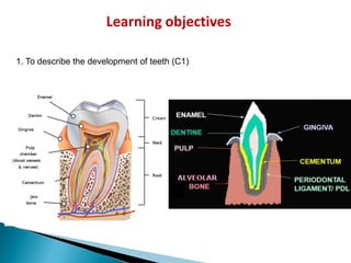 Learning objectives
1. To describe the development of teeth (C1)
 