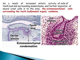 As a result of increased mitotic activity of cells of
tooth bud and surrounding mesenchyme, and further migration of
neural crest cells in to the area, the ectomesenchymal cells
surrounding the tooth bud(enamel organ) condense.
 