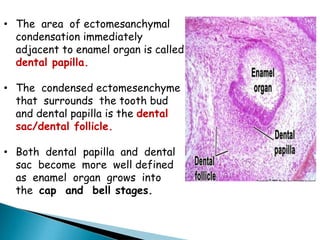 • The area of ectomesanchymal
condensation immediately
adjacent to enamel organ is called
dental papilla.
• The condensed ectomesenchyme
that surrounds the tooth bud
and dental papilla is the dental
sac/dental follicle.
• Both dental papilla and dental
sac become more well defined
as enamel organ grows into
the cap and bell stages.
 
