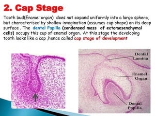 Tooth bud(Enamel organ) does not expand uniformly into a large sphere,
but characterised by shallow invagination (assumes cup shape) on its deep
surface . The dental Papilla (condensed mass of ectomesenchymal
cells) occupy this cup of enamel organ. At this stage the developing
tooth looks like a cap ,hence called cap stage of development
2. Cap Stage
 