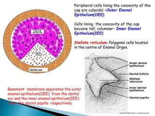 Peripheral cells lining the convexity of the
cap are cuboidal –Outer Enamel
Epithelium(OEE).
Cells lining the concavity of the cap
become tall, columnar– Inner Enamel
Epithelium(IEE)
Stellate reticulum: Polygonal cells located
in the centre of Enamel Organ.
Basement membrane separates the outer
enamel epithelium(OEE) from the dental
sac and the inner enamel epithelium(IEE)
from the dental papilla respectively.
 