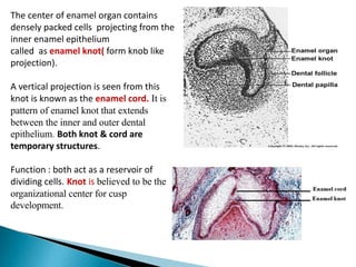 The center of enamel organ contains
densely packed cells projecting from the
inner enamel epithelium
called as enamel knot( form knob like
projection).
A vertical projection is seen from this
knot is known as the enamel cord. It is
pattern of enamel knot that extends
between the inner and outer dental
epithelium. Both knot & cord are
temporary structures.
Function : both act as a reservoir of
dividing cells. Knot is believed to be the
organizational center for cusp
development.
 