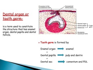 Dental organ or
tooth germ-
is a term used to constitute
the structure that has enamel
organ, dental papilla and dental
follicle.
 