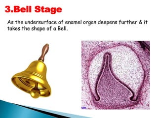 As the undersurface of enamel organ deepens further & it
takes the shape of a Bell.
3.Bell Stage
 