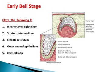 Note the following !!!
1. Inner enamel epithelium
2. Stratum intermedium
3. Stellate reticulum
4. Outer enamel epithelium
5. Cervical loop
Early Bell Stage
 