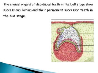 The enamel organs of deciduous teeth in the bell stage show
successional lamina and their permanent successor teeth in
the bud stage.
 