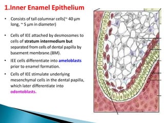 • Consists of tall columnar cells(~ 40 µm
long, ~ 5 µm in diameter)
• Cells of IEE attached by desmosomes to
cells of stratum intermedium but
separated from cells of dental papilla by
basement membrane.(BM).
• IEE cells differentiate into ameloblasts
prior to enamel formation.
• Cells of IEE stimulate underlying
mesenchymal cells in the dental papilla,
which later differentiate into
odontoblasts.
1.Inner Enamel Epithelium
 