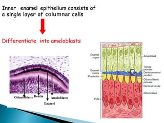 Inner enamel epithelium consists of
a single layer of columnar cells
Differentiate into ameloblasts
 