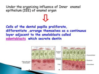 Under the organizing influence of Inner enamel
epithelium (IEE) of enamel organ
Cells of the dental papilla proliferate,
differentiate ,arrange themselves as a continuous
layer adjacent to the ameloblasts called
odontoblasts which secrete dentin
 