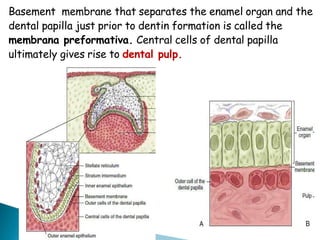 Basement membrane that separates the enamel organ and the
dental papilla just prior to dentin formation is called the
membrana preformativa. Central cells of dental papilla
ultimately gives rise to dental pulp.
 