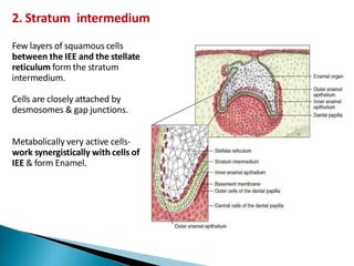2. Stratum intermedium
Few layers of squamous cells
between the IEE and the stellate
reticulum form the stratum
intermedium.
Cells are closely attached by
desmosomes & gap junctions.
Metabolically very active cells-
work synergistically with cells of
IEE & form Enamel.
 