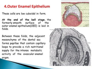 These cells are low cuboidal in form.
At the end of the bell stage, the
formerly smooth surface of the
outer enamel epithelium(OEE) is laid in
folds.
Between these folds, the adjacent
mesenchyme of the dental sac
forms papillae that contain capillary
loops to provide a rich nutritional
supply for the intense metabolic
activity of the avascular enamel
organ.
4.Outer Enamel Epithelium
 