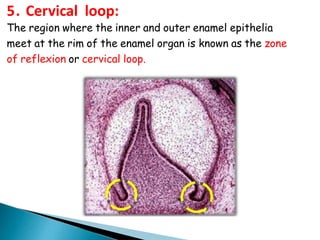 5. Cervical loop:
The region where the inner and outer enamel epithelia
meet at the rim of the enamel organ is known as the zone
of reflexion or cervical loop.
 