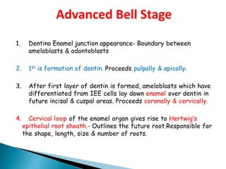 1. Dentino Enamel junction appearance- Boundary between
ameloblasts & odontoblasts
2. 1st is formation of dentin. Proceeds pulpally & apically.
3. After first layer of dentin is formed, ameloblasts which have
differentiated from IEE cells lay down enamel over dentin in
future incisal & cuspal areas. Proceeds coronally & cervically.
4. Cervical loop of the enamel organ gives rise to Hertwig’s
epithelial root sheath.- Outlines the future root.Responsible for
the shape, length, size & number of roots.
Advanced Bell Stage
 