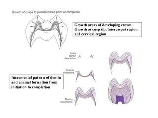 Incremental pattern of dentin
and enamel formation from
initiation to completion
Growth areas of developing crown.
Growth at cusp tip, intercuspal region,
and cervical region
 