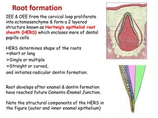IEE & OEE from the cervical loop proliferate
into ectomesenchyme & form a 2 layered
structure known as Hertwig’s epithelial root
sheath (HERS) which encloses more of dental
papilla cells.
HERS determines shape of the roots
➢short or long
➢Single or multiple
➢
Straight or curved,
and initiates radicular dentin formation.
Root develops after enamel & dentin formation
have reached future Cemento-Enamel Junction.
Note the structural components of the HERS in
the figure (outer and inner enamel epithelium)
Root formation
 