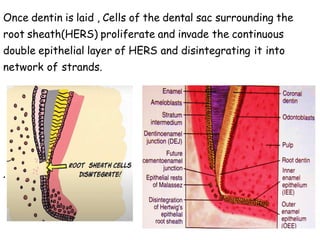 Once dentin is laid , Cells of the dental sac surrounding the
root sheath(HERS) proliferate and invade the continuous
double epithelial layer of HERS and disintegrating it into
network of strands.
.
 