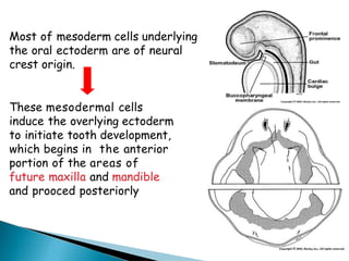 Most of mesoderm cells underlying
the oral ectoderm are of neural
crest origin.
These mesodermal cells
induce the overlying ectoderm
to initiate tooth development,
which begins in the anterior
portion of the areas of
future maxilla and mandible
and prooced posteriorly
 