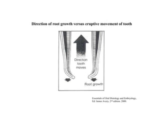 Direction of root growth versus eruptive movement of tooth
Essentials of Oral Histology and Embryology,
Ed: James Avery, 2nd edition. 2000.
 