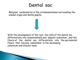With the development of the root, the cells of the dental sac
differentiate into cementoblasts and deposit cementum , and the
fibers of the dental sac differentiate into the periodontal
fibers that become embedded in the developing
cementum and alveolar bone.
Marginal condensation in the ectomesenchyme surrounding the
enamel organ and dental papilla.
 