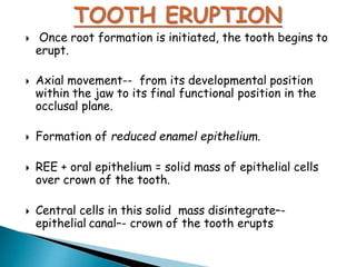  Once root formation is initiated, the tooth begins to
erupt.
 Axial movement-- from its developmental position
within the jaw to its final functional position in the
occlusal plane.
 Formation of reduced enamel epithelium.
 REE + oral epithelium = solid mass of epithelial cells
over crown of the tooth.
 Central cells in this solid mass disintegrate–-
epithelial canal–- crown of the tooth erupts
 