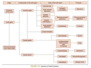 L1 tooth development-r