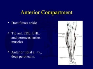 Anterior Compartment
• Dorsiflexes ankle
• Tib ant, EDL, EHL,
and peroneus tertius
muscles
• Anterior tibial a. +v.,
deep peroneal n.
 